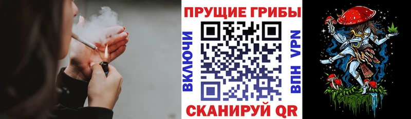 Псилоцибиновые грибы Cubensis как найти наркотики Талица